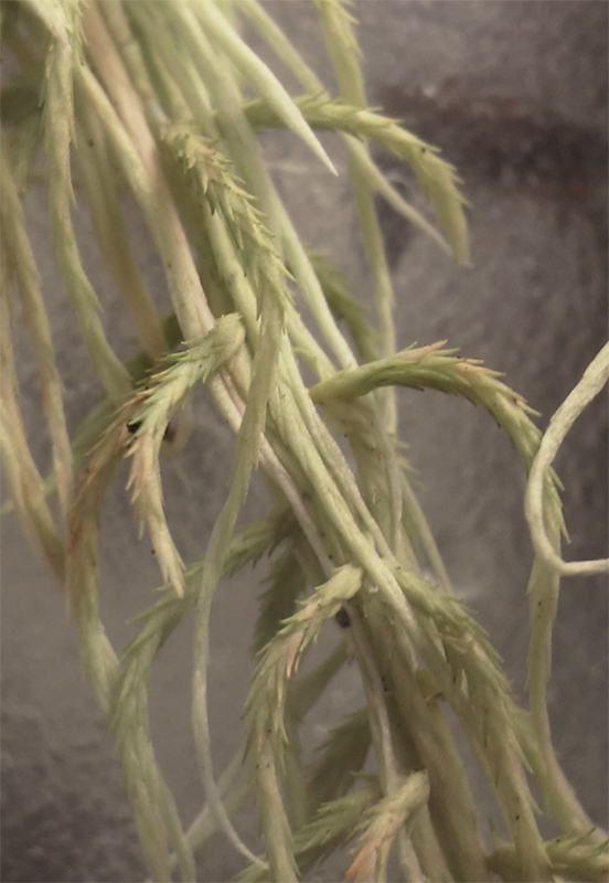 Sphagnum capillifolium